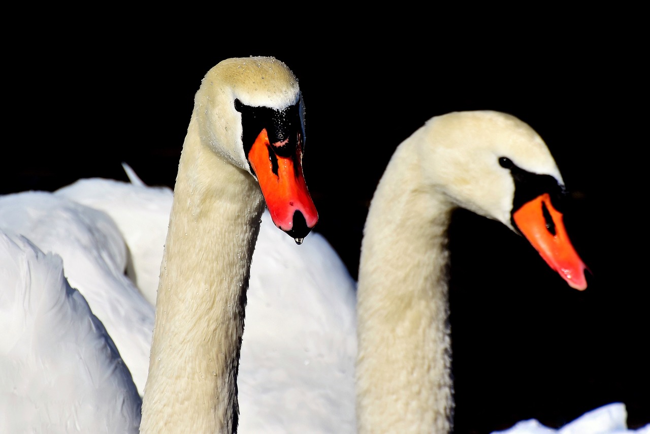 swan water bird schwimmvogel free photo