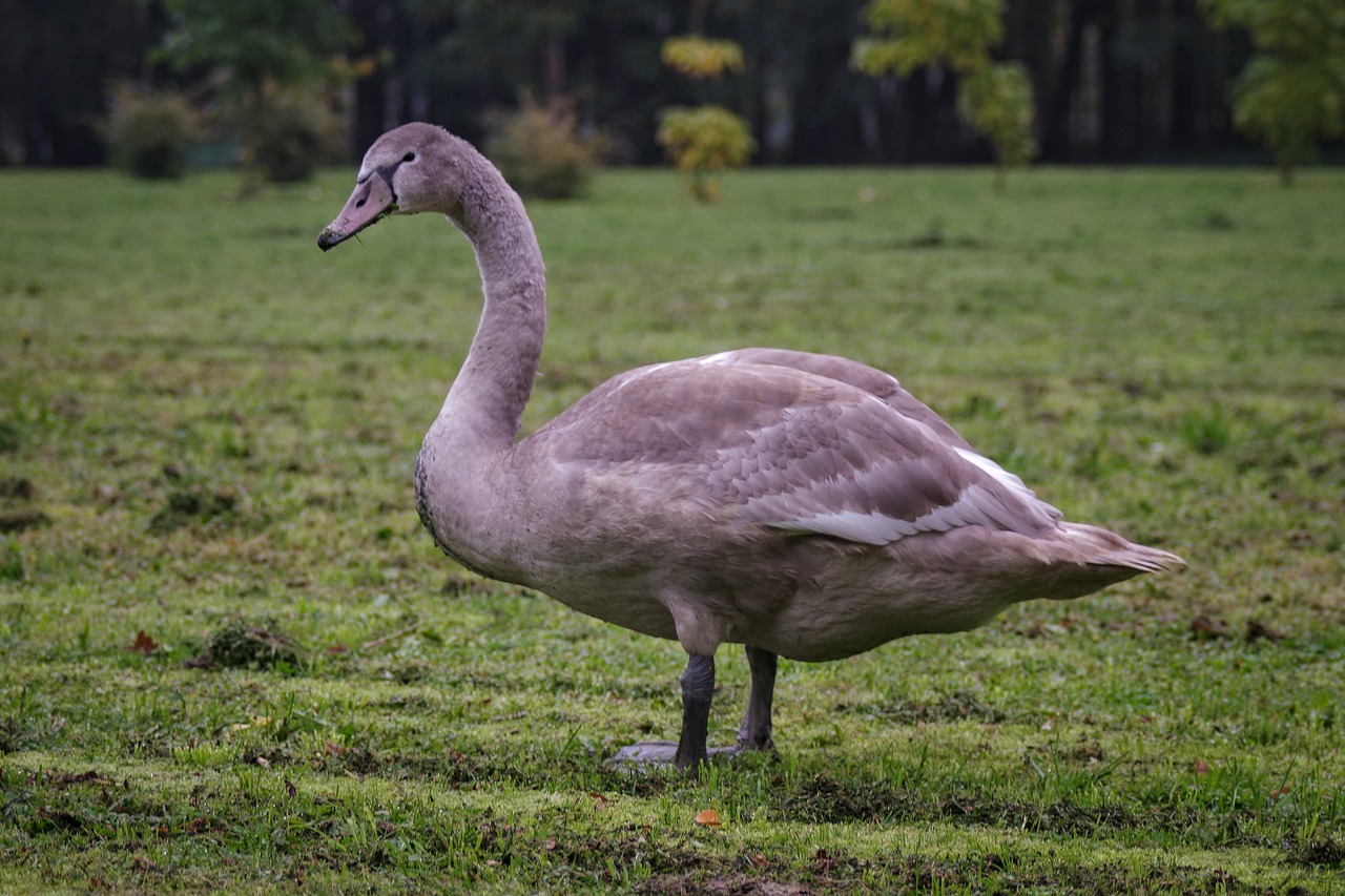 swan dumb young free photo