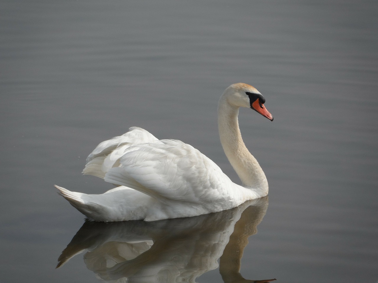 swan duck bird free photo