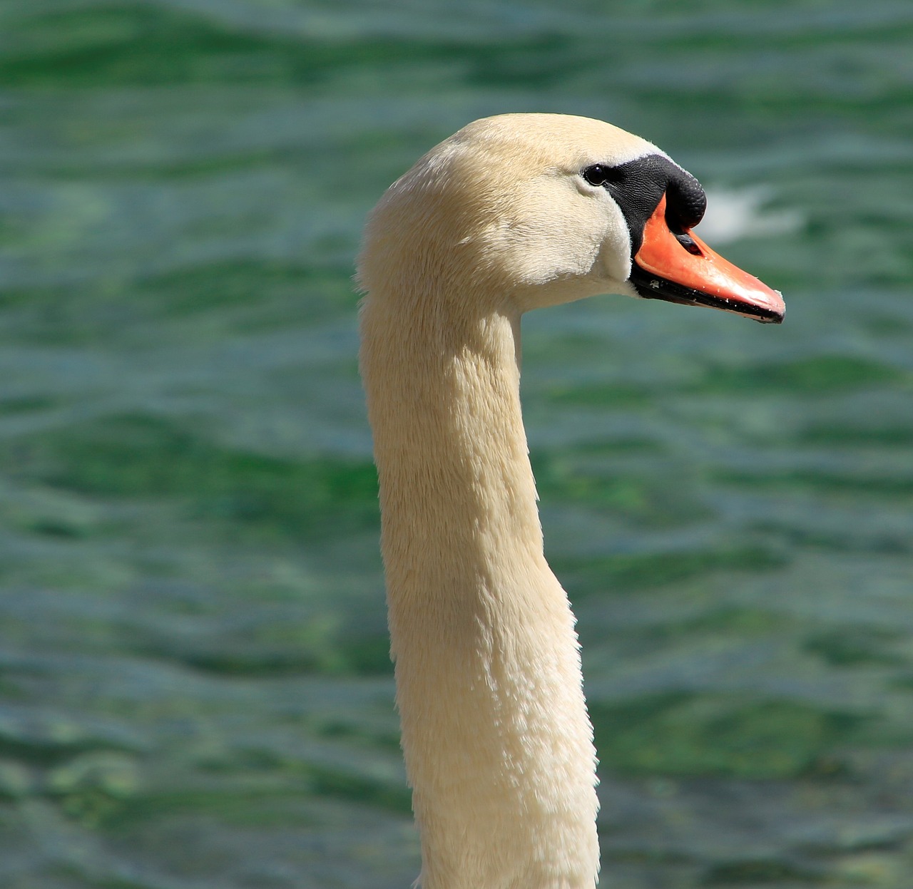 swan bird lake constance free photo