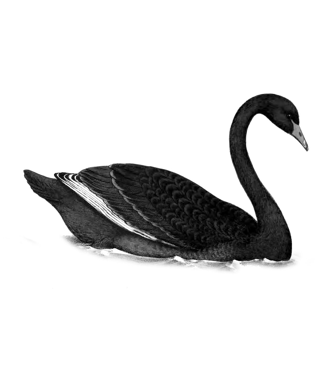 swan bird black free photo