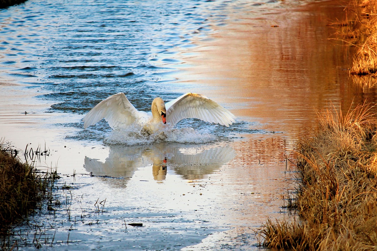 swan waters nature free photo