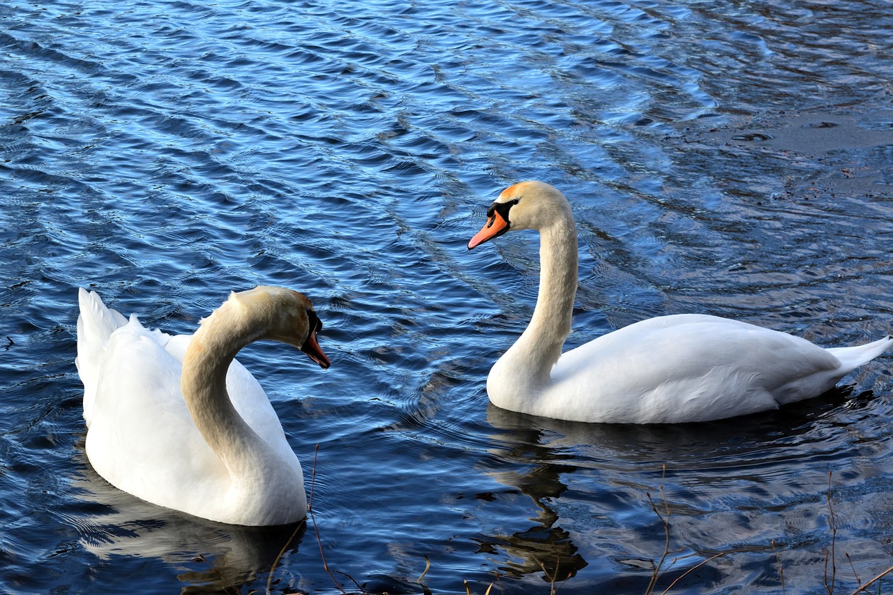 swan bird waters free photo