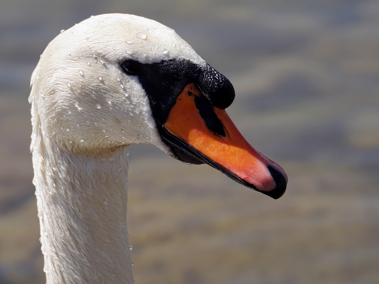 swan bird animal world free photo