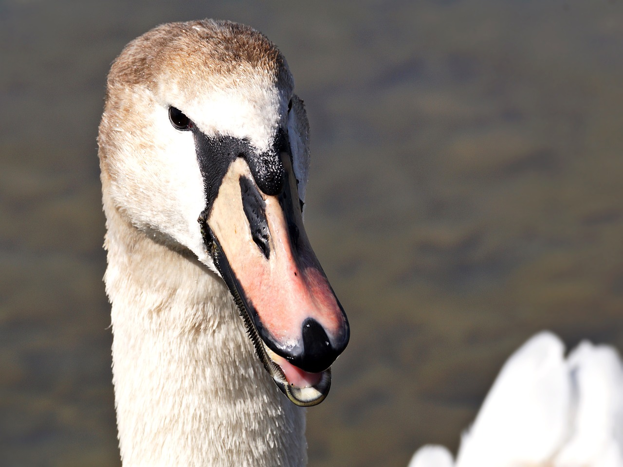 swan young animal bird free photo