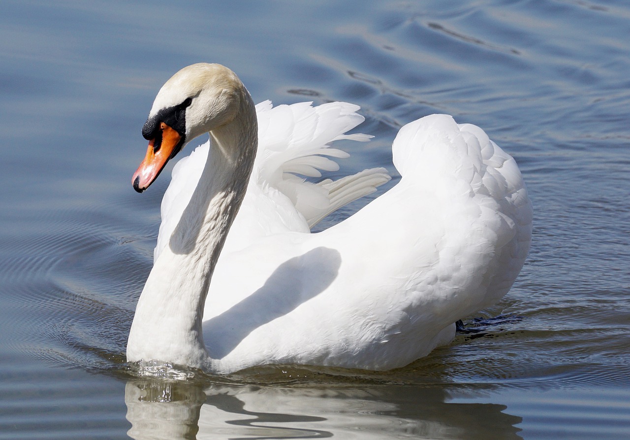 swan bird animal world free photo