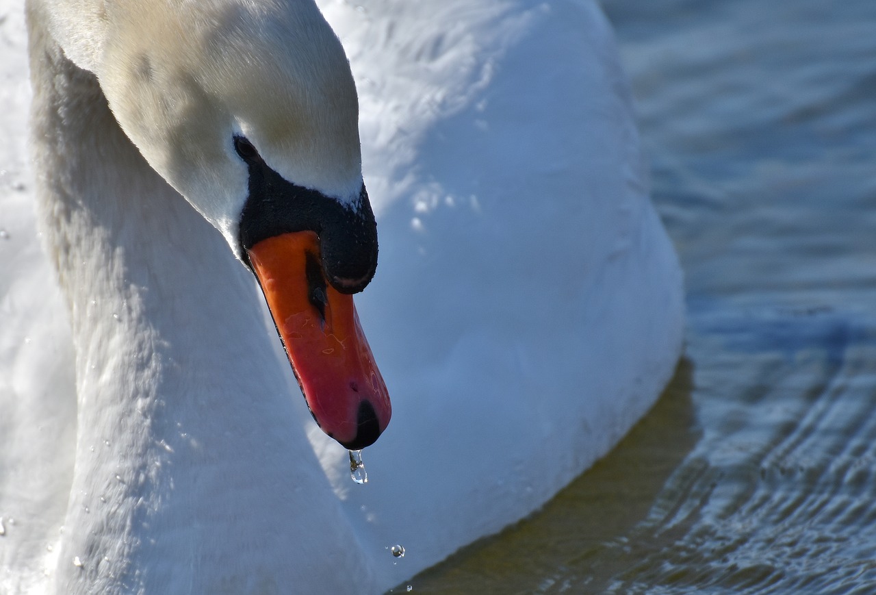 swan elegant noble free photo