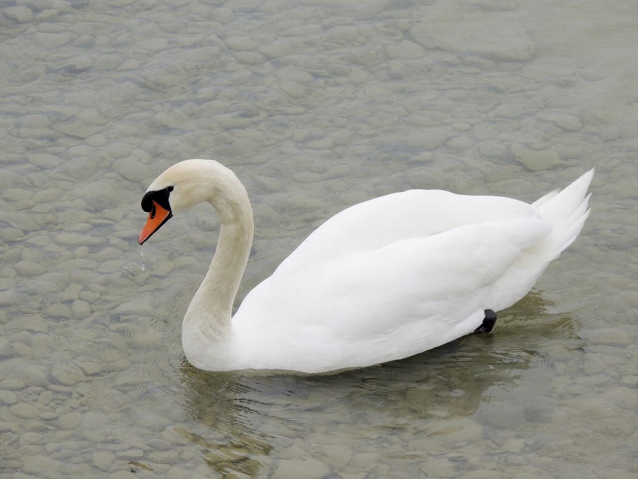 swan cygnini animal free photo