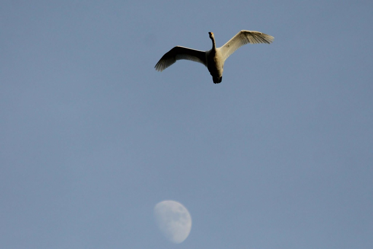 swan bird moon free photo