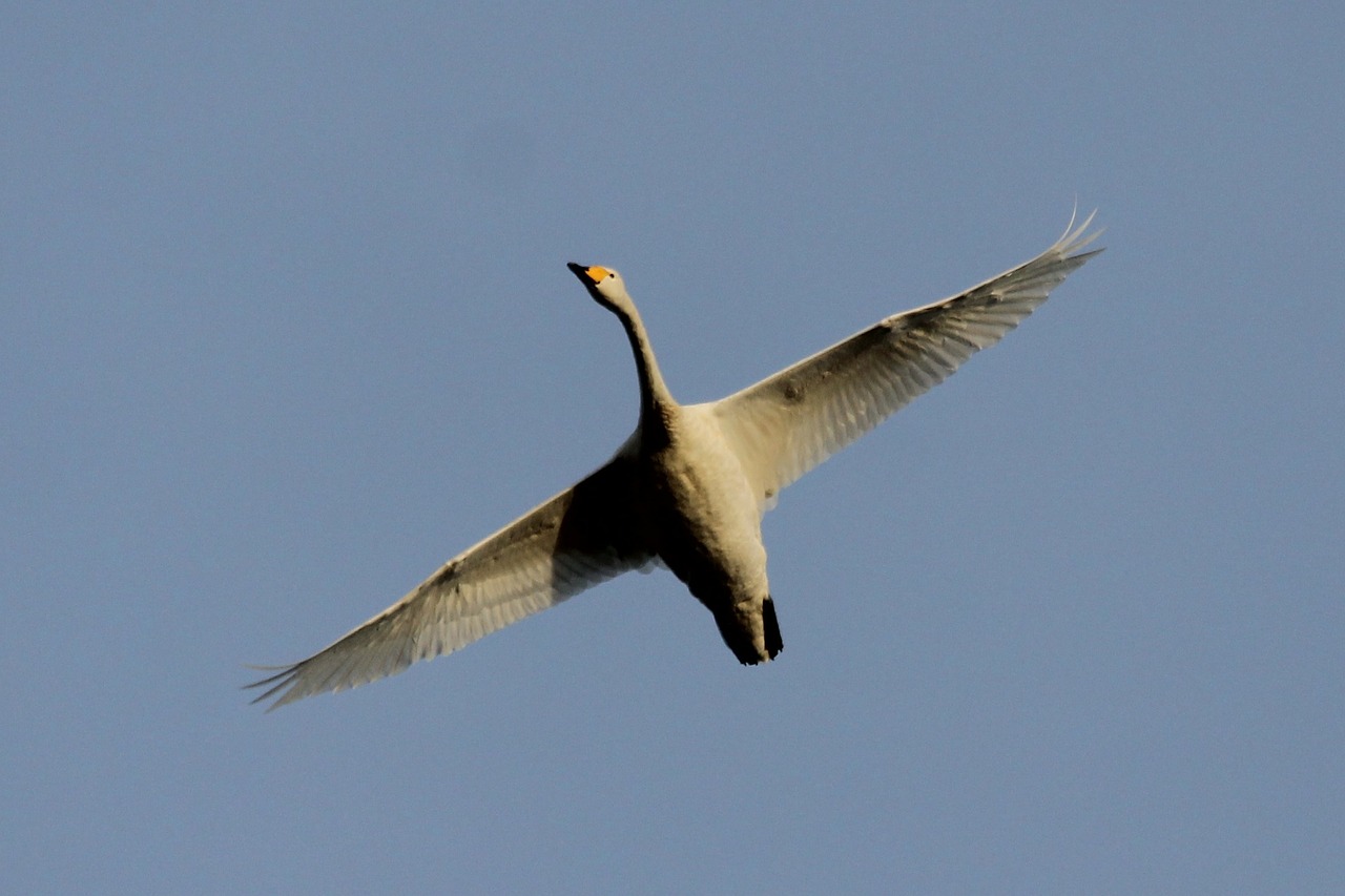 swan bird fly free photo