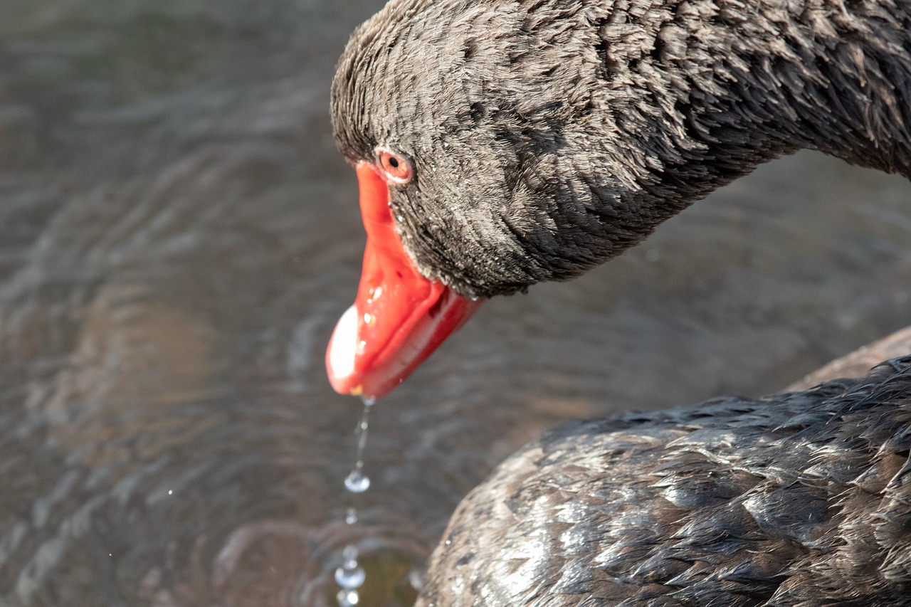 swan  black swan  nature free photo