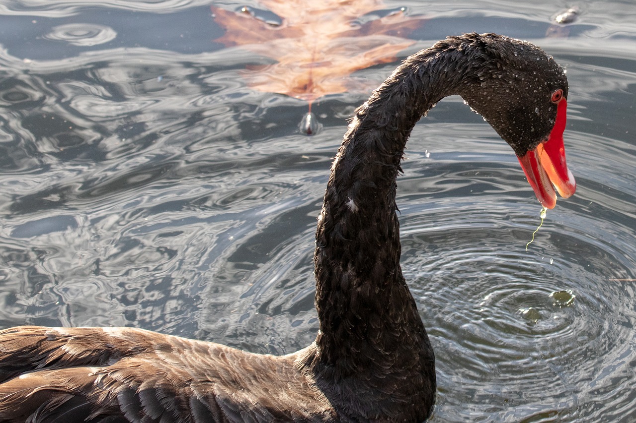 swan  black swan  water free photo