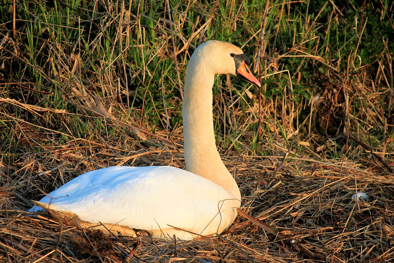 swan  bird  nature free photo