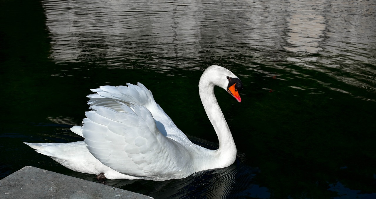 swan  body of water  bird free photo