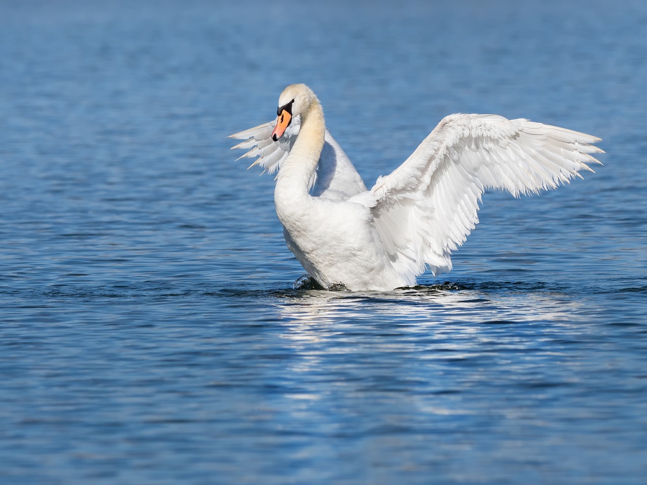 swan  water bird  start free photo