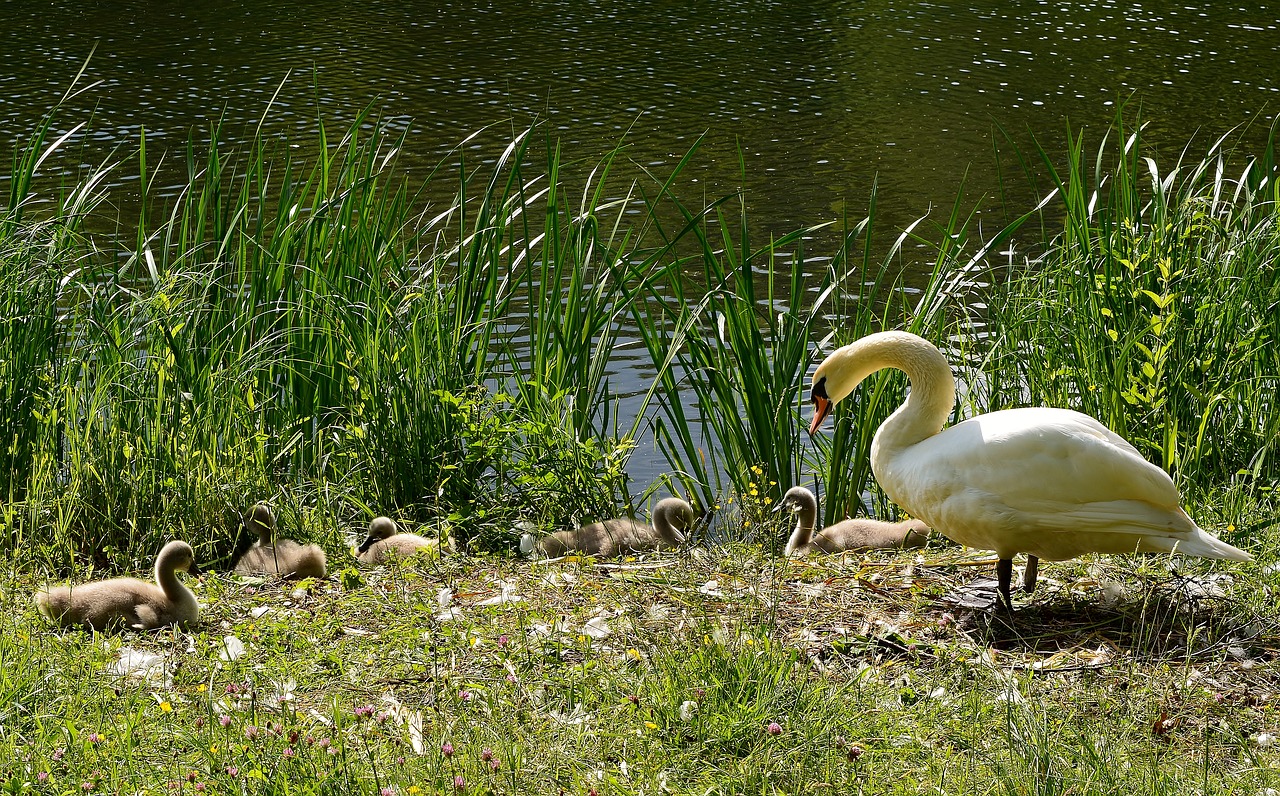 swan  greizer park  thuringia germany free photo