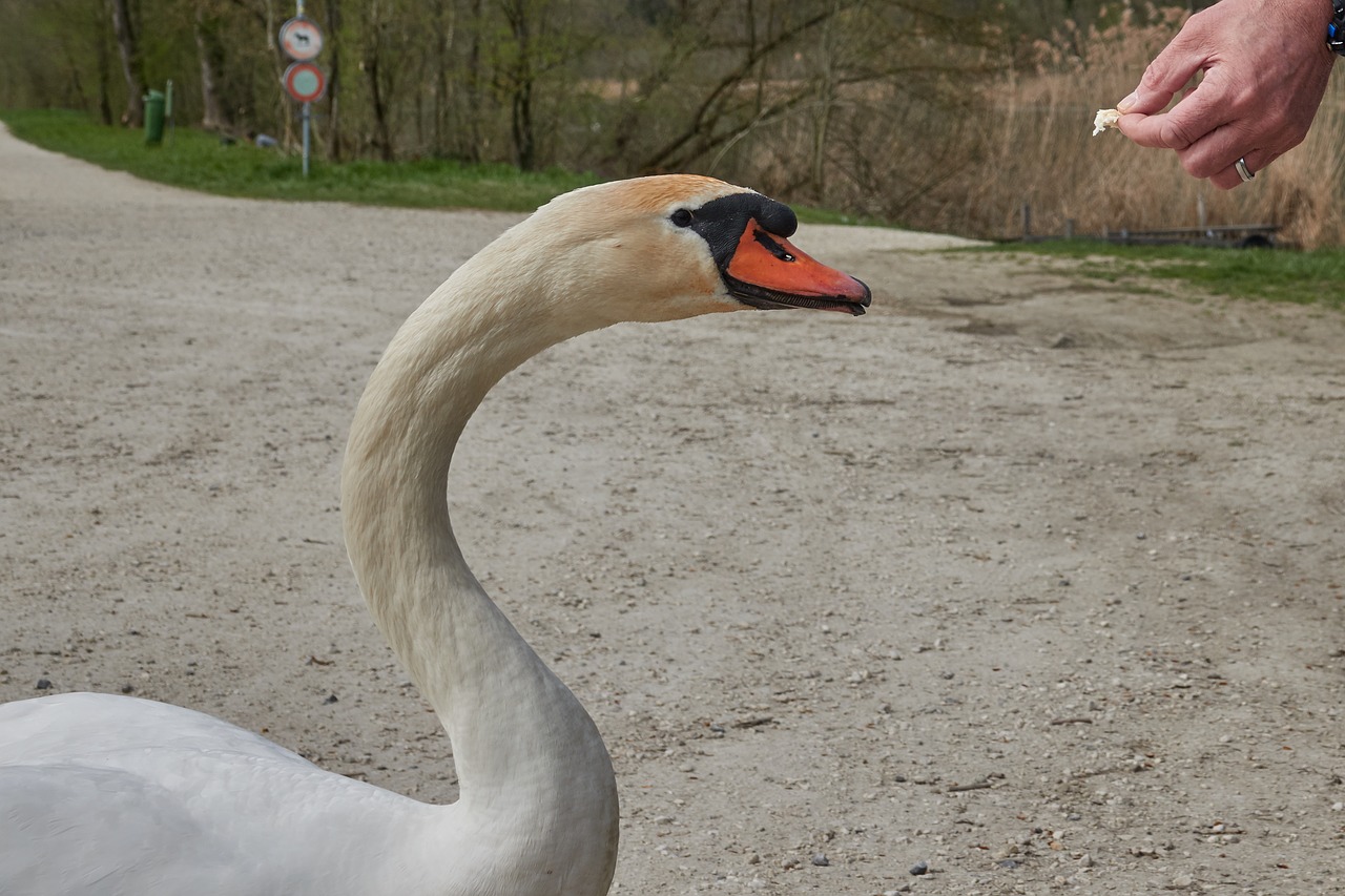 swan  feed  hand free photo