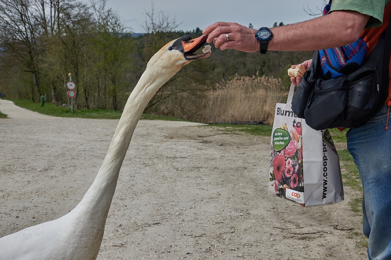swan  feed  hand free photo