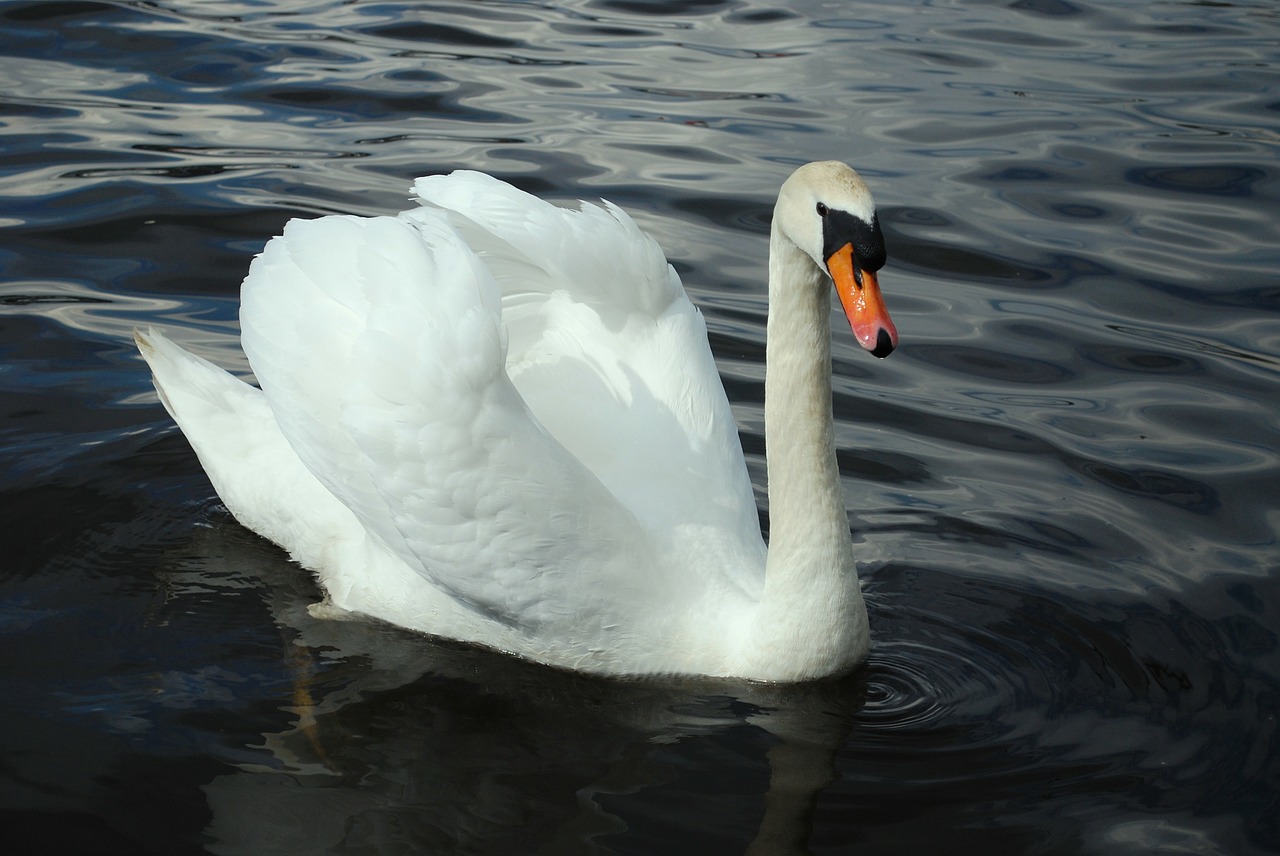 swan fowl lake free photo