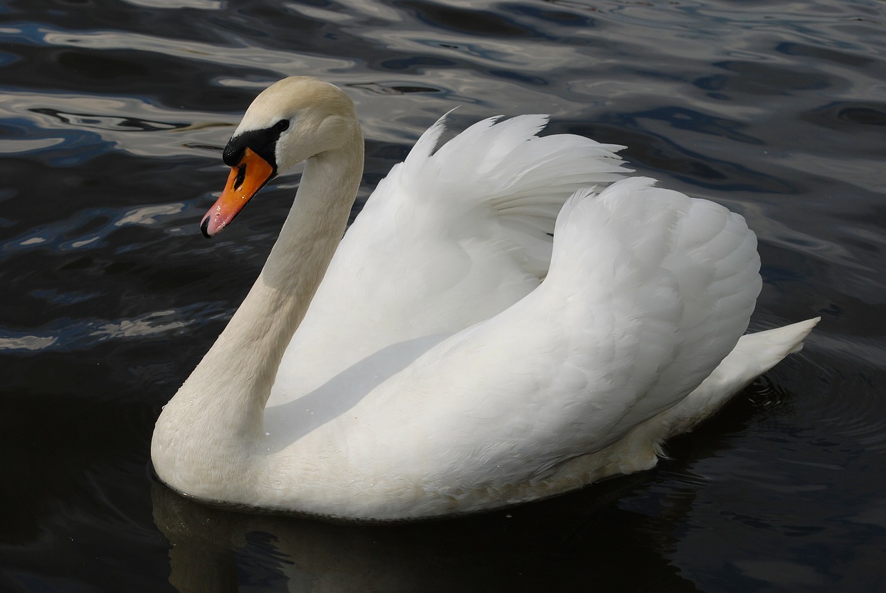 swan fowl water bird free photo