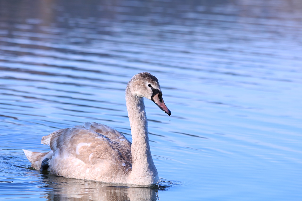 swan  water bird  water free photo