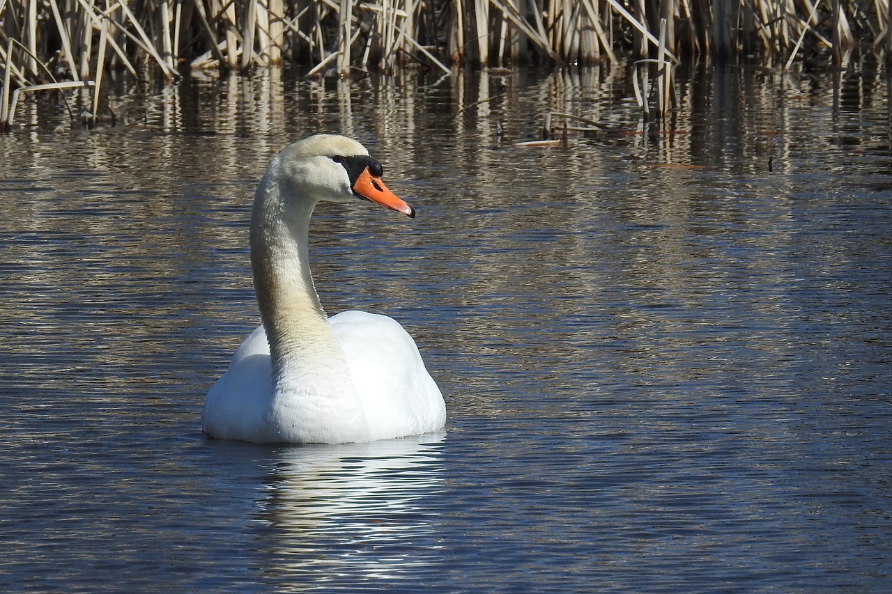 swan  waters  bird free photo