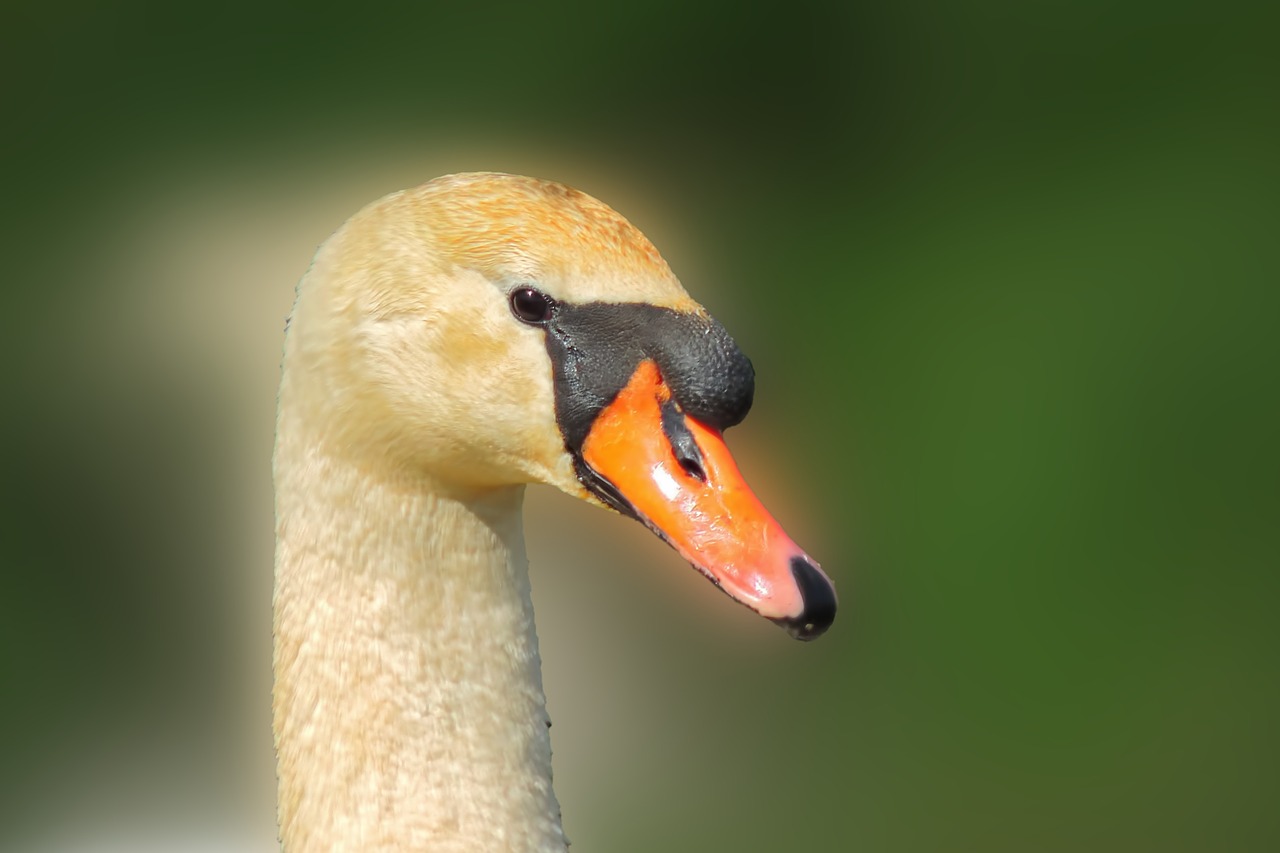 swan  bird  nature free photo