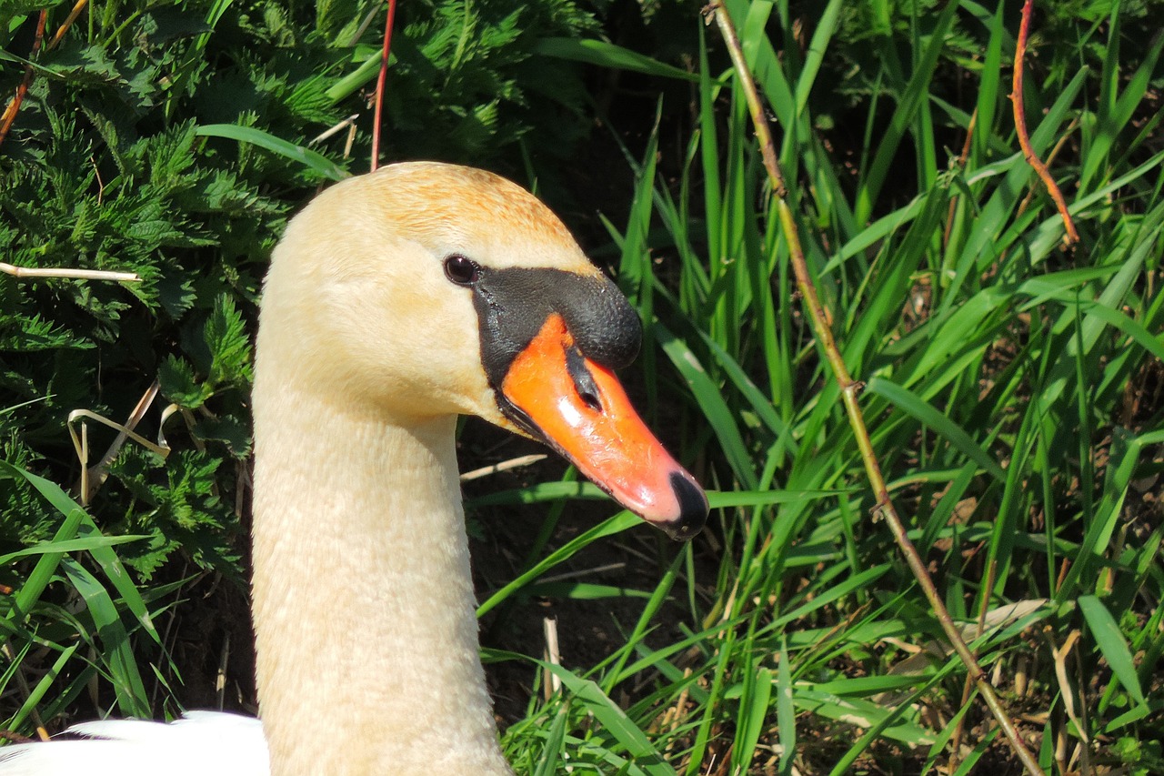 swan  nature  bird free photo