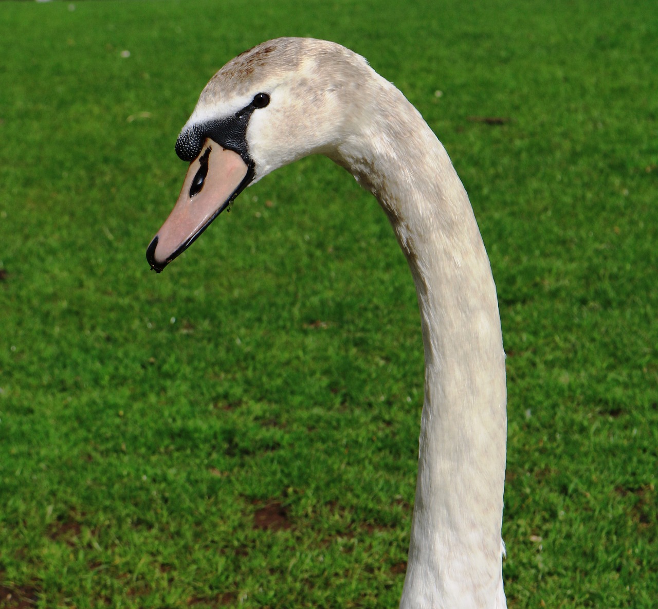 swan  mute  cygnus olor free photo