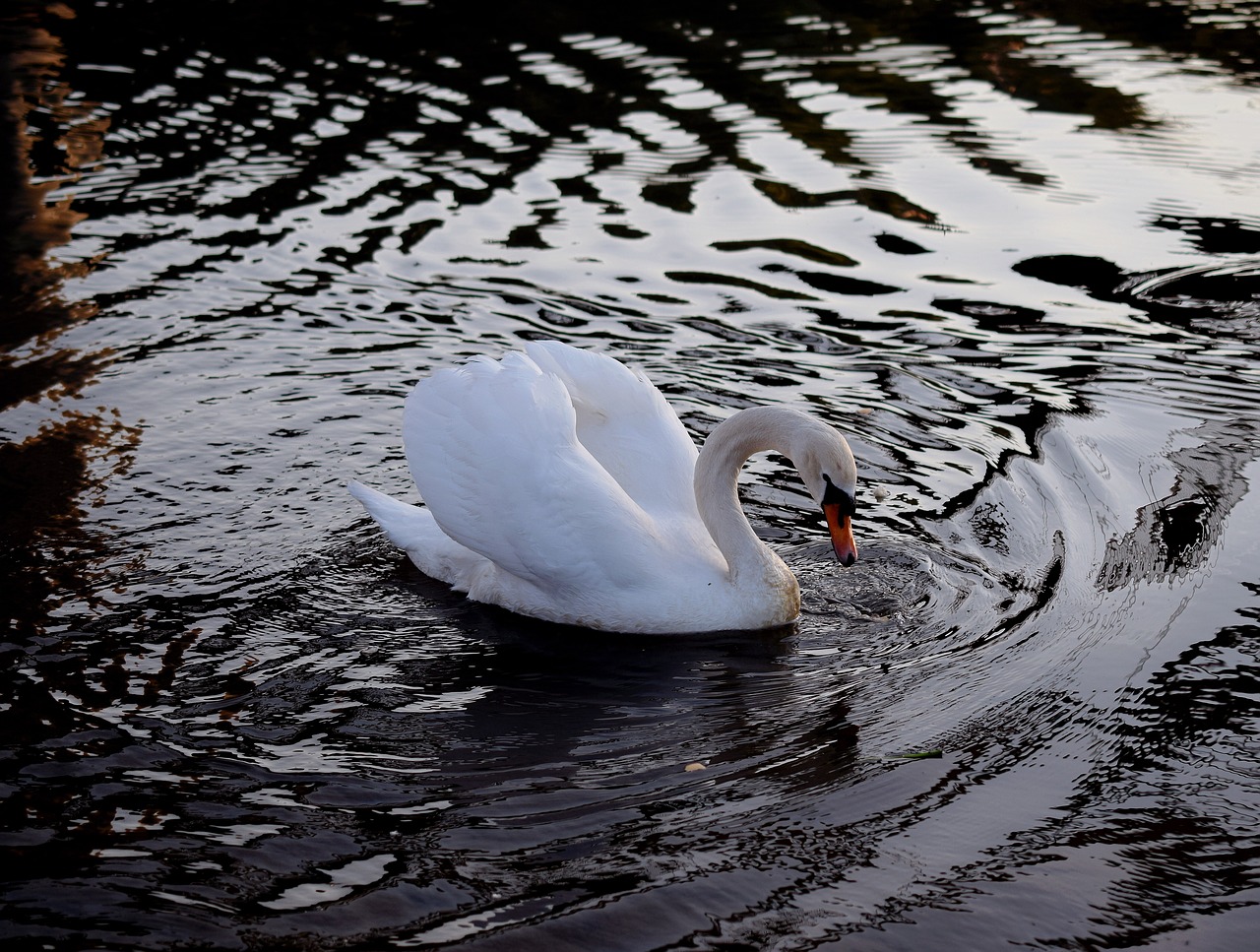 swan  ducks  duck bird free photo