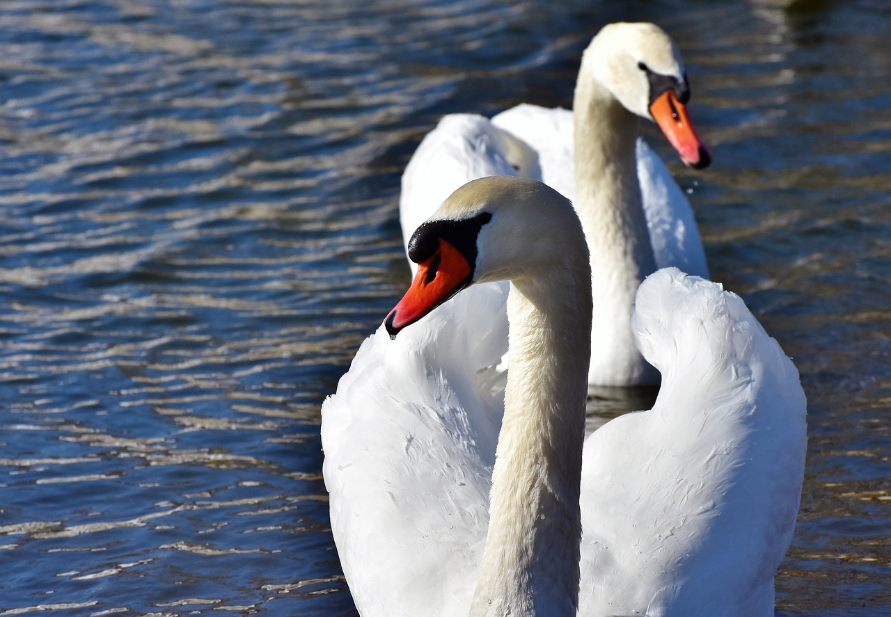 swan  water bird  schwimmvogel free photo