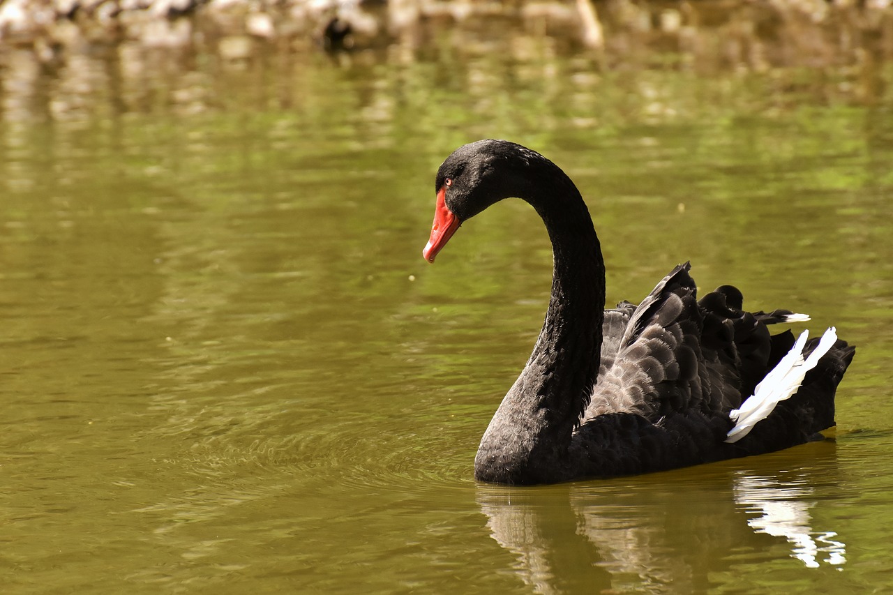 swan  black  water bird free photo