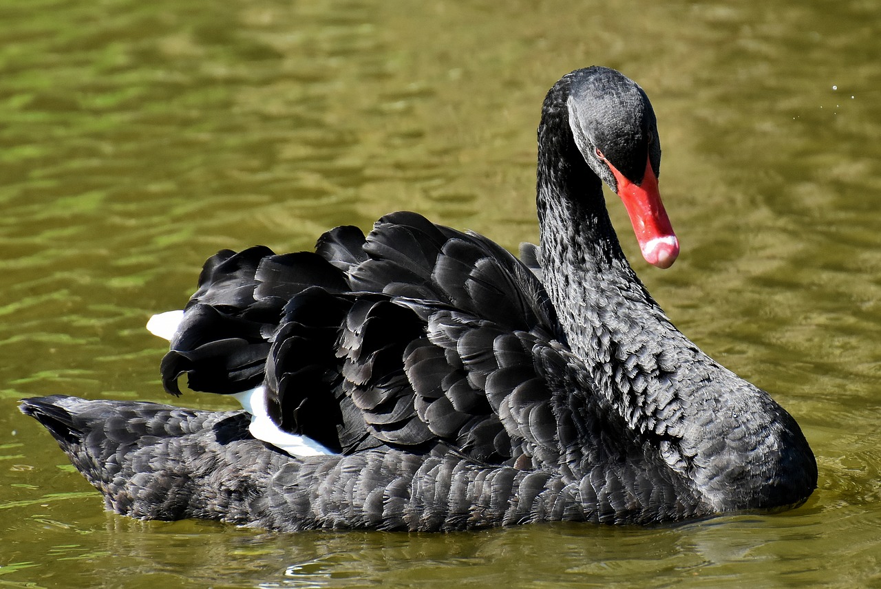 swan  black  water bird free photo