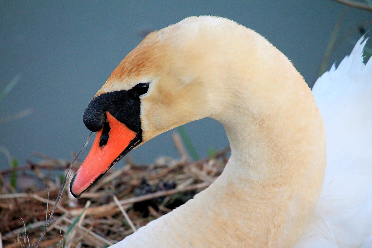 swan  bird  nature free photo