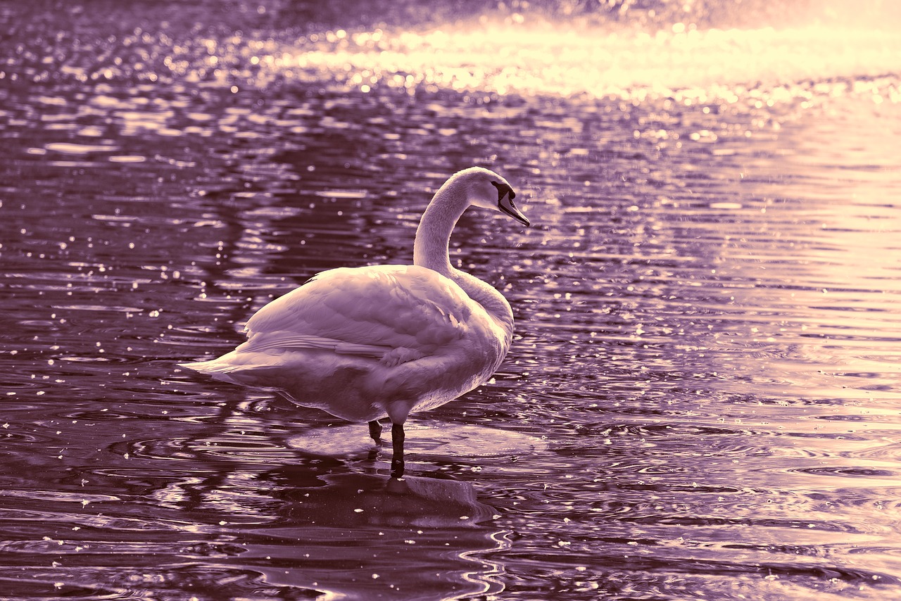 swan  bird  water bird free photo