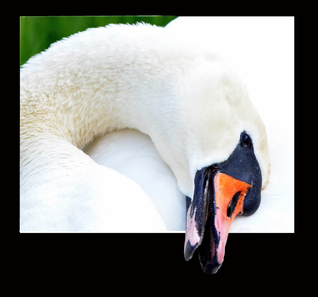 swan close portrait free photo