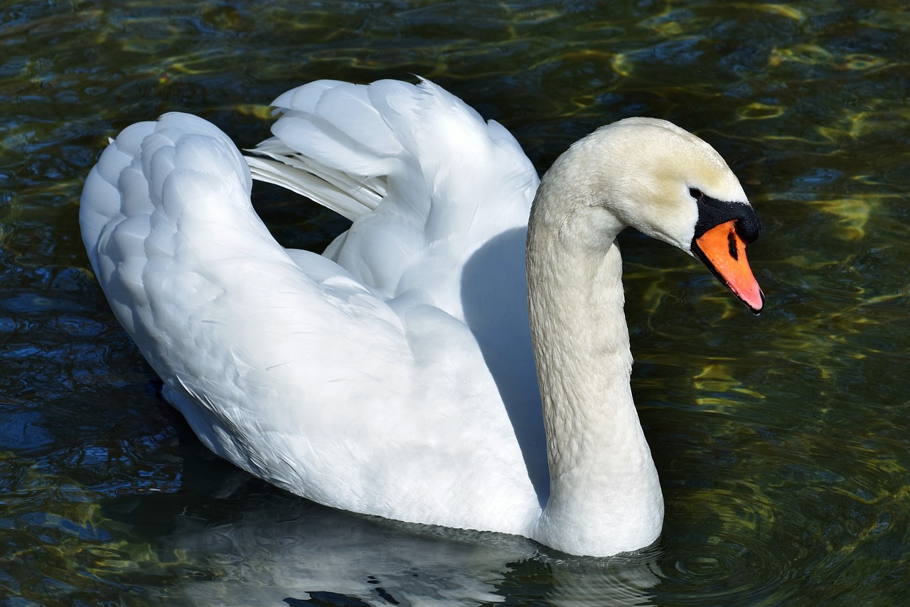 swan  water bird  schwimmvogel free photo