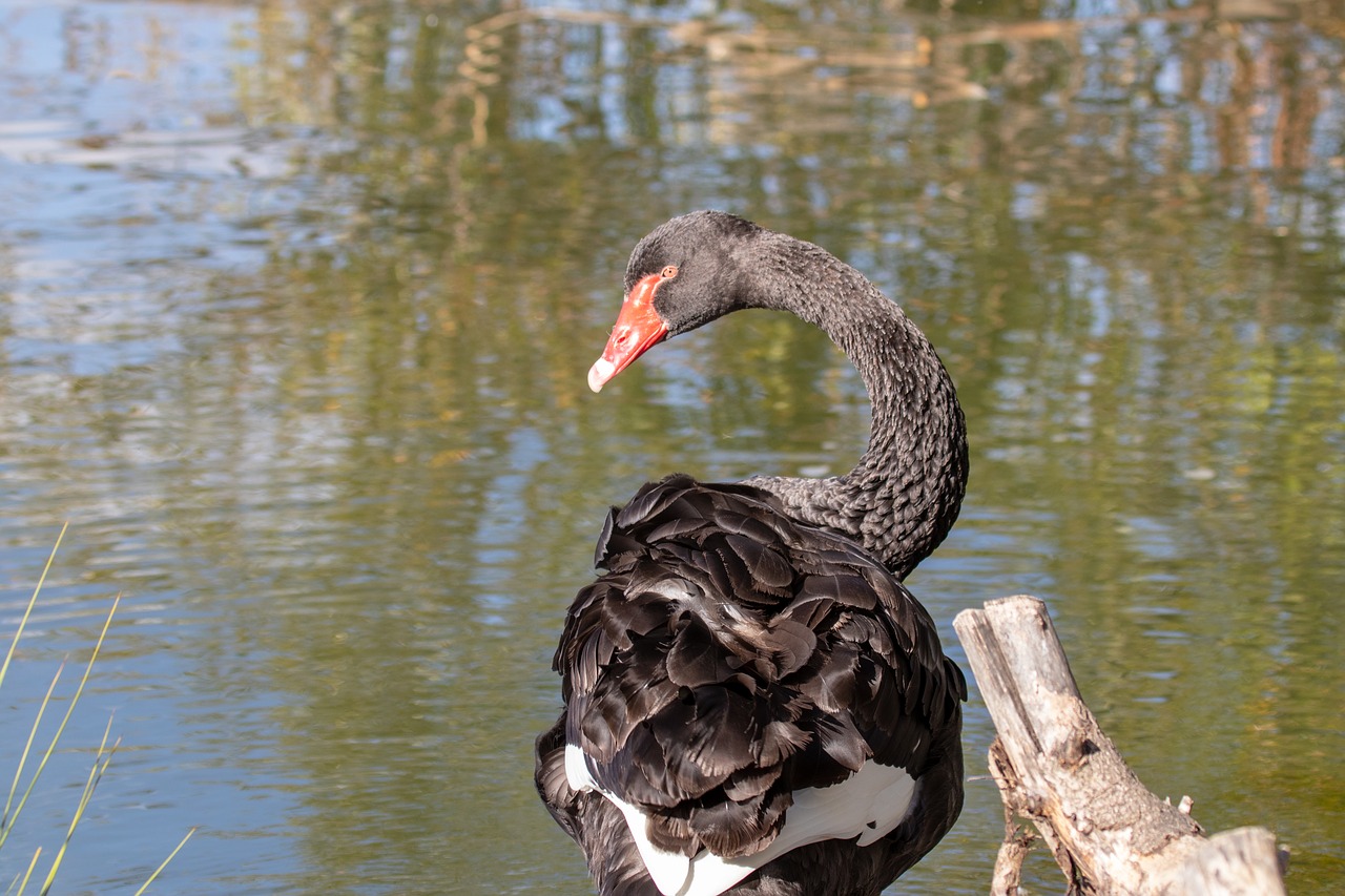 swan  black swan  pool free photo