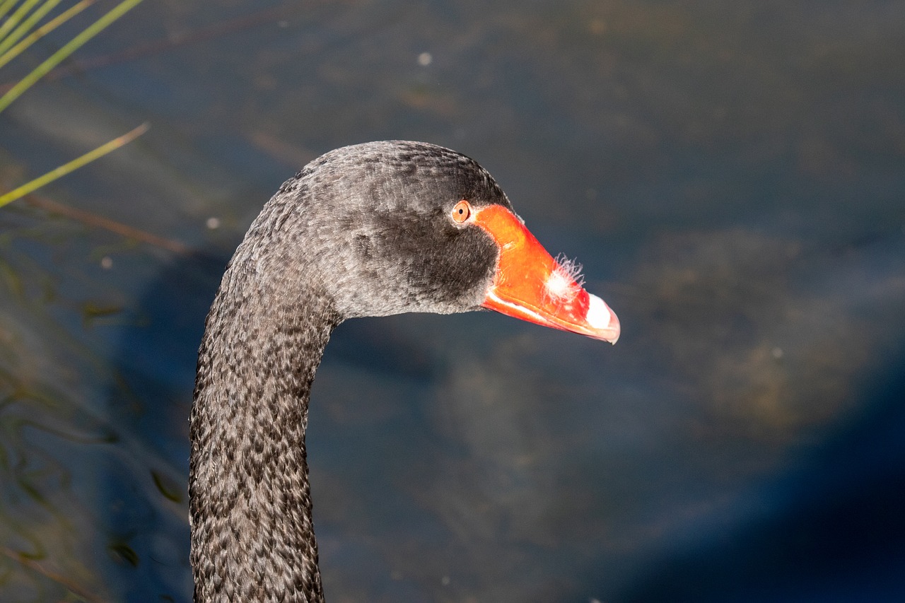 swan  black swan  bird free photo