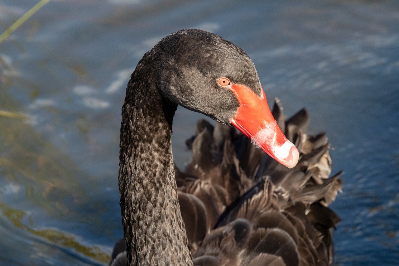 swan  black swan  bird free photo