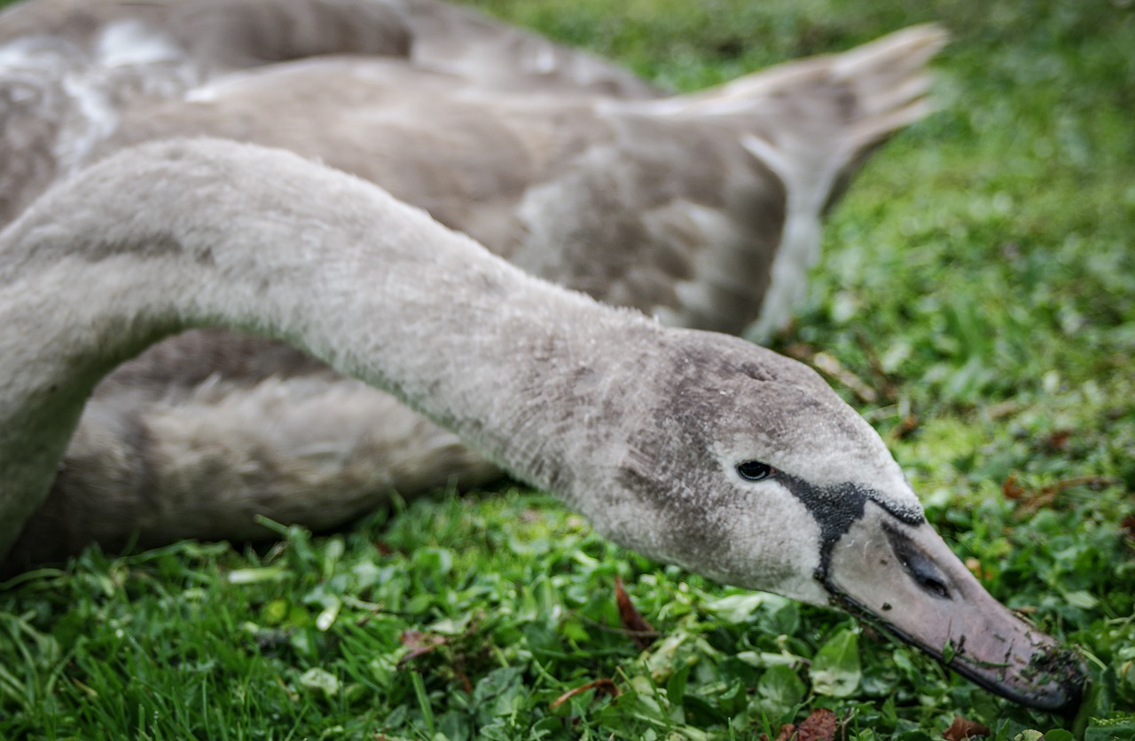 swan  gray  mute swan free photo