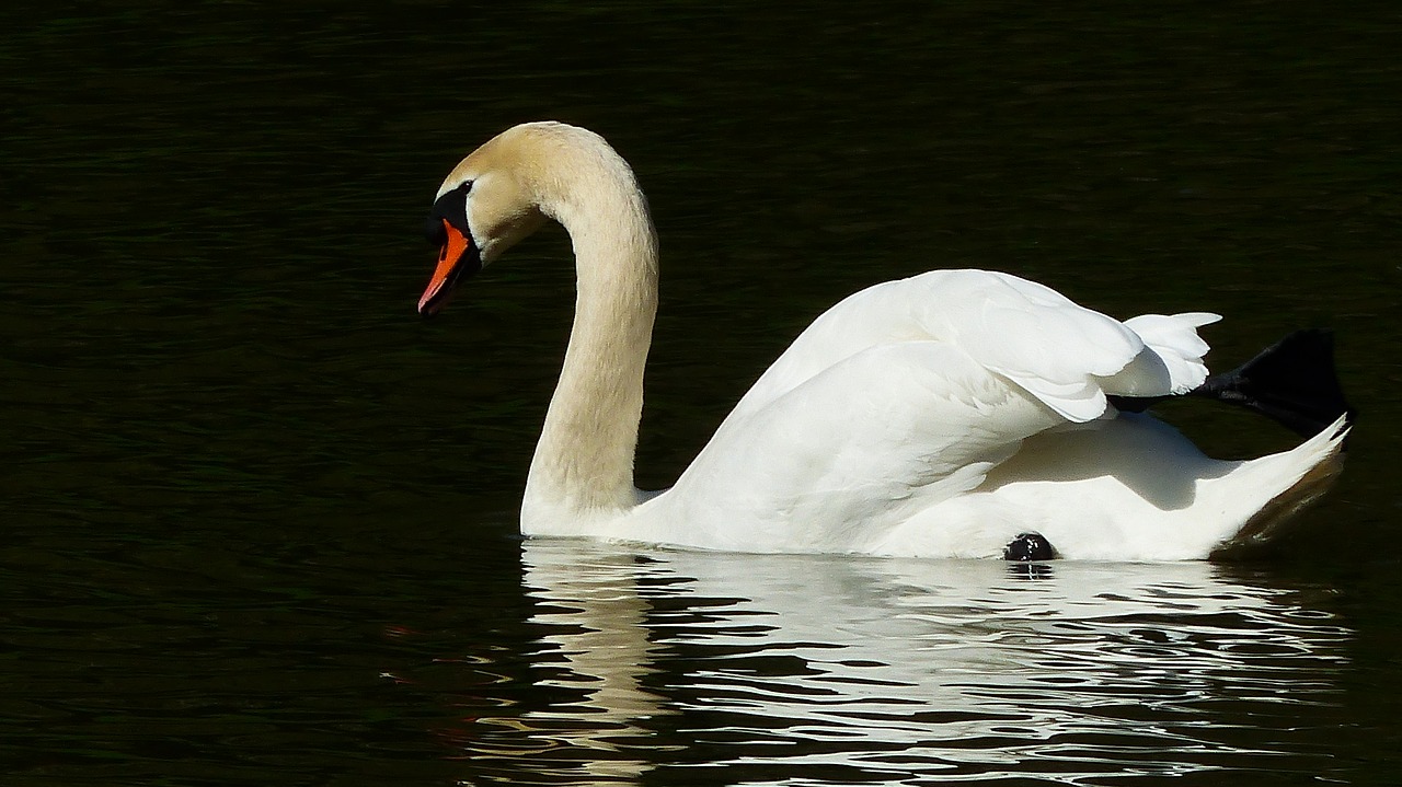 swan  bird  body of water free photo