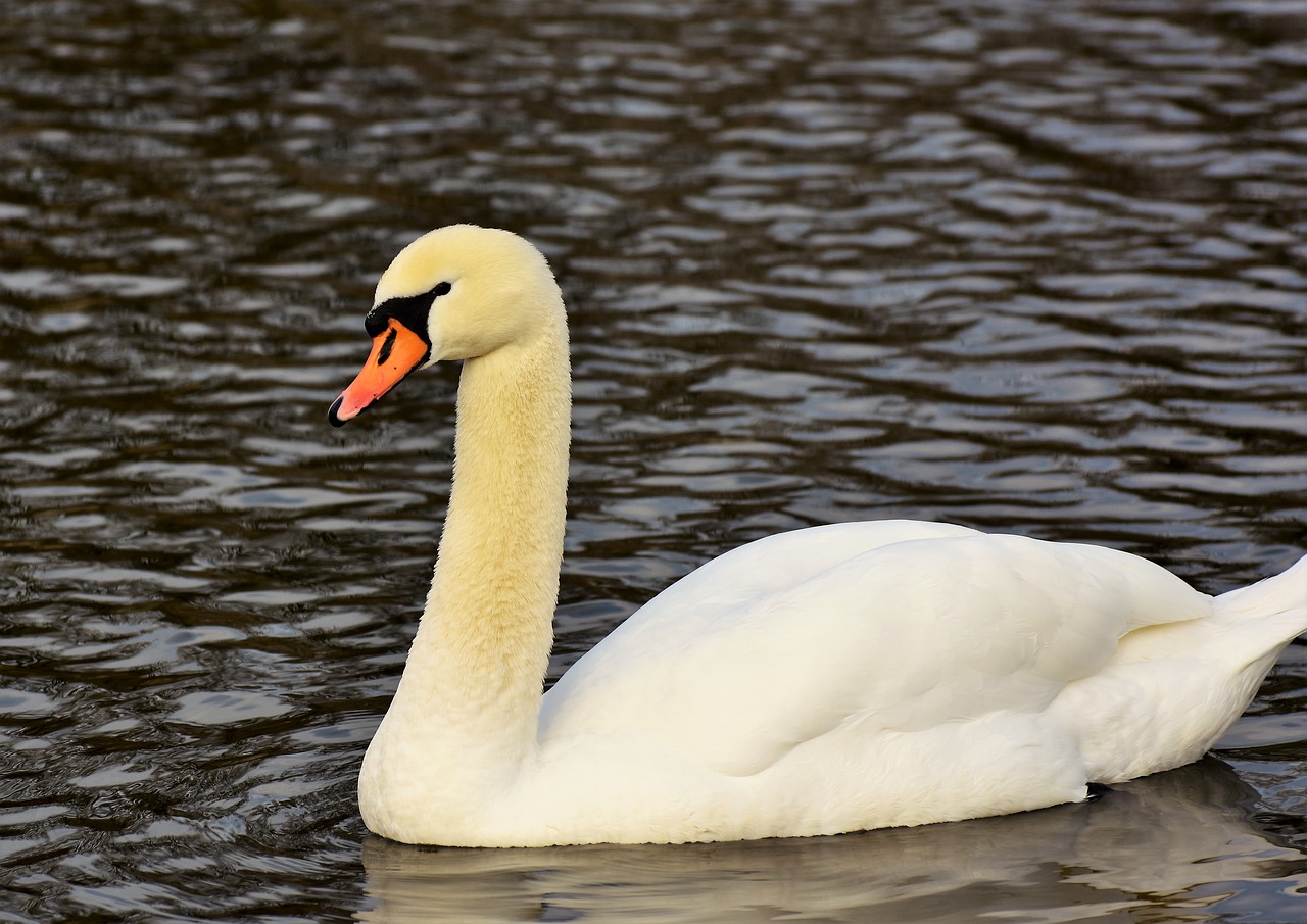 swan  water bird  schwimmvogel free photo