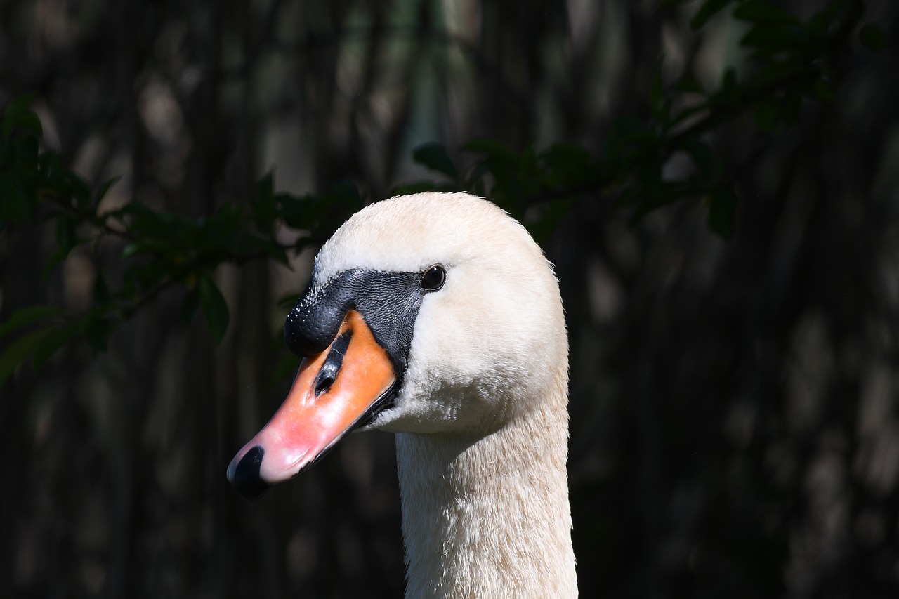 swan  bird  nature free photo