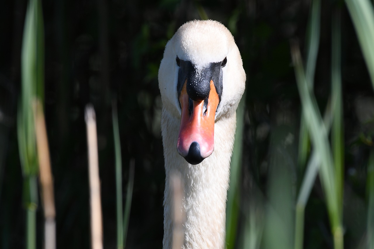 swan  portait  bird free photo