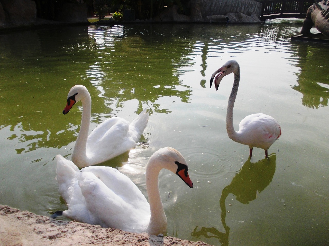 swan  pond  water free photo