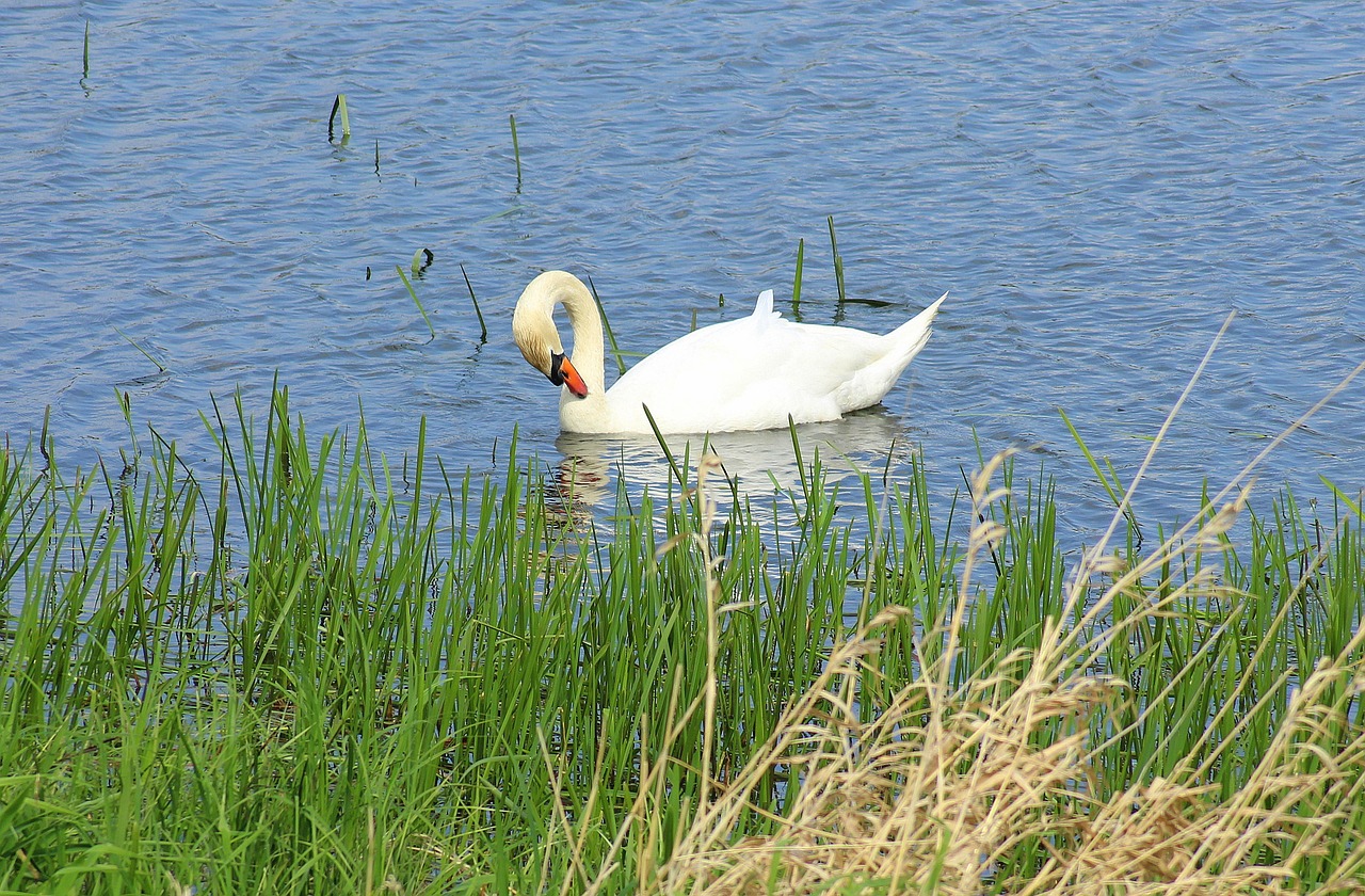 swan  water bird  wild birds free photo