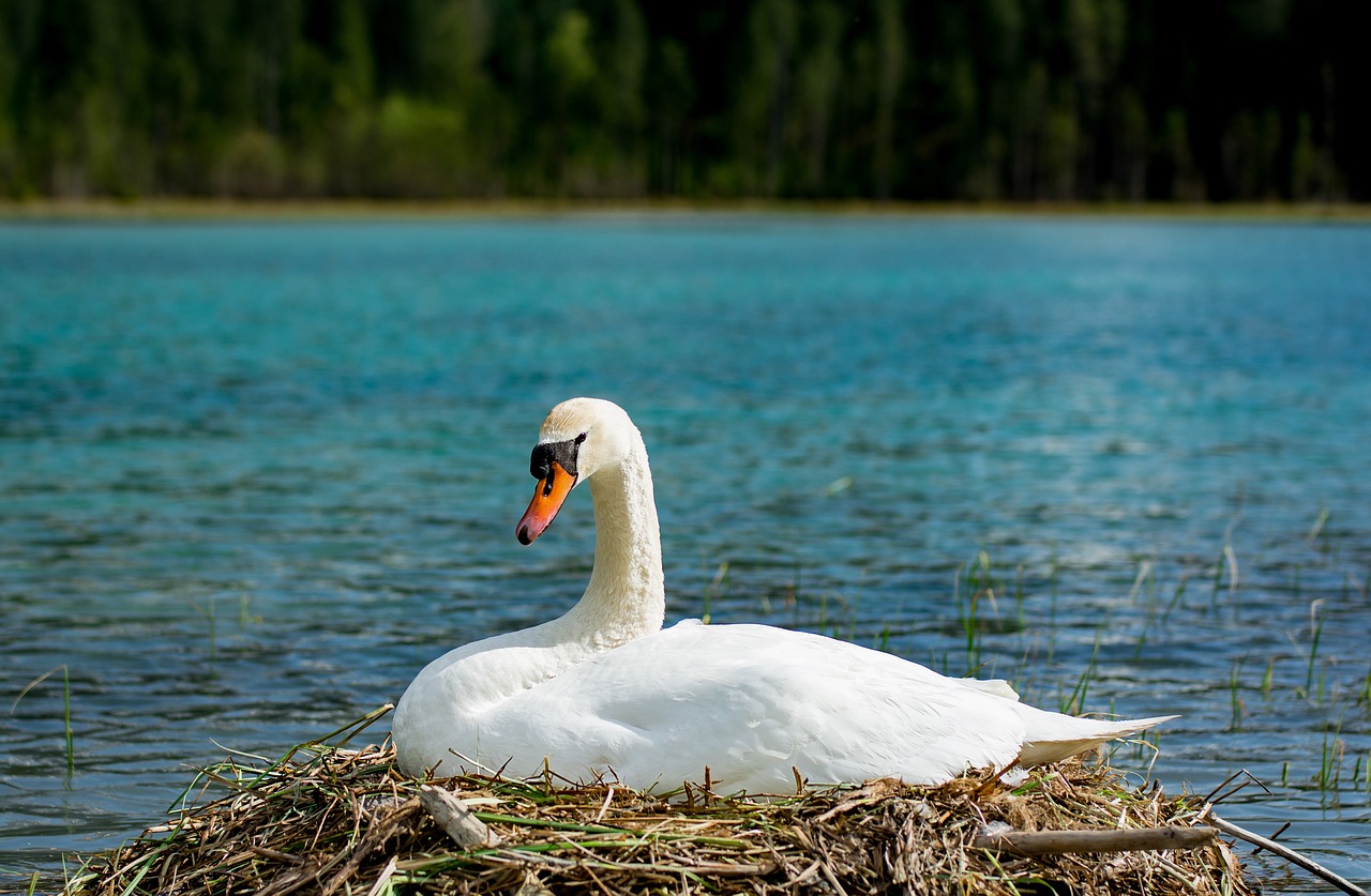 swan  breed  hunter lake free photo