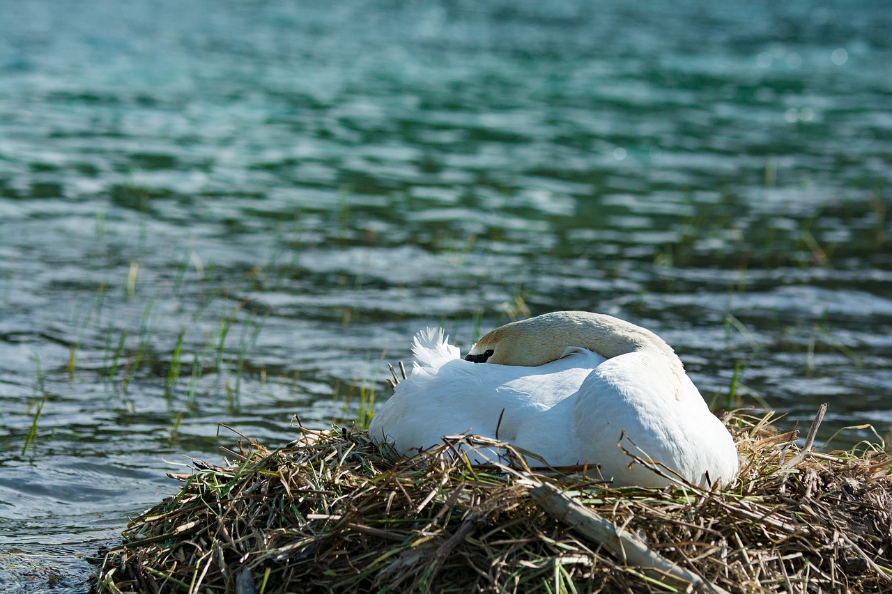 swan  breed  rest free photo