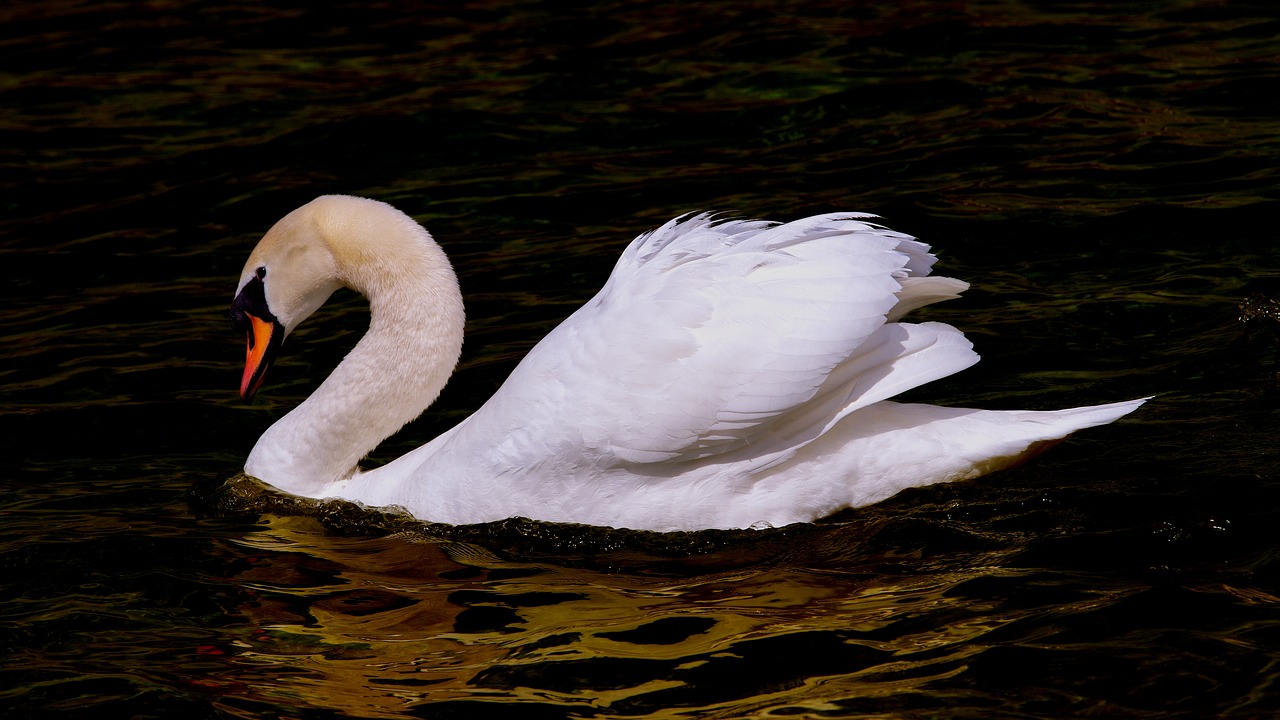 swan  water bird  bird free photo